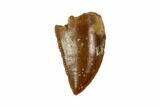 Raptor Tooth - Real Dinosaur Tooth #90104-1
